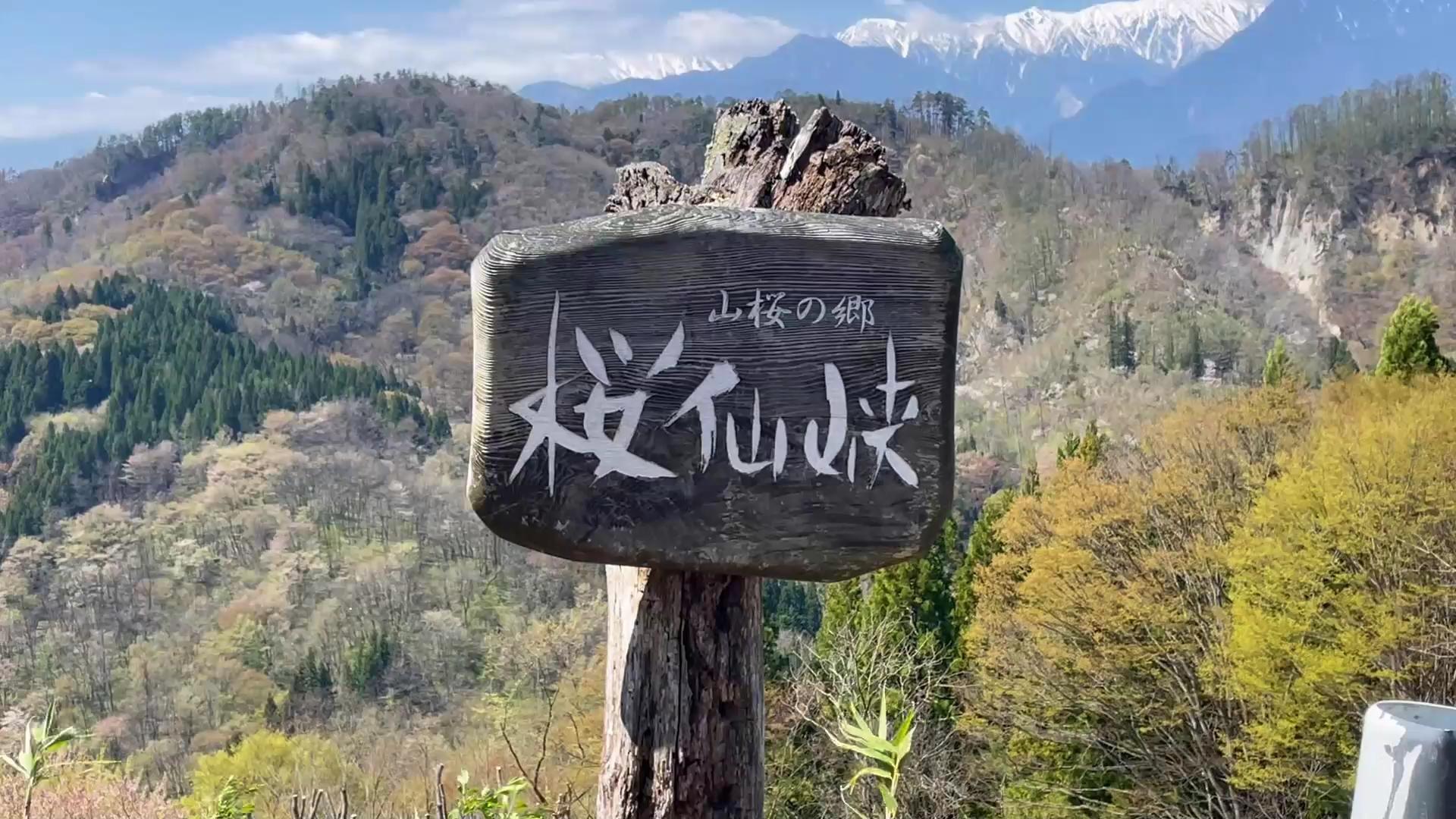 保護中: 陸郷 桜仙峡 映像　(2026.4.16)